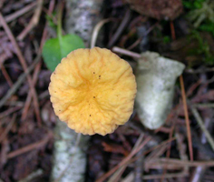 C. truncatus – The wider flat top is brighter yellow than the rest of the fruiting body.